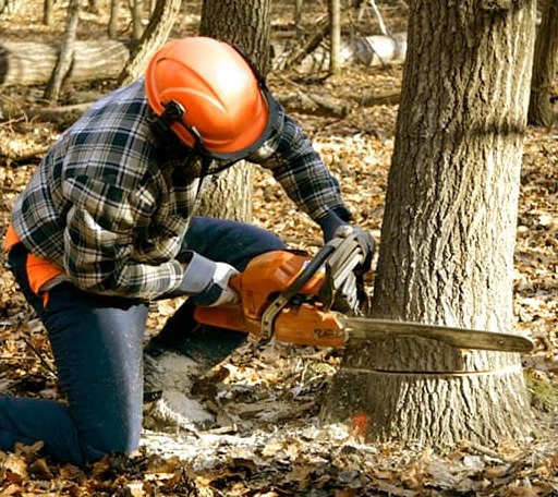 Tree Removal in Jamestown, KS